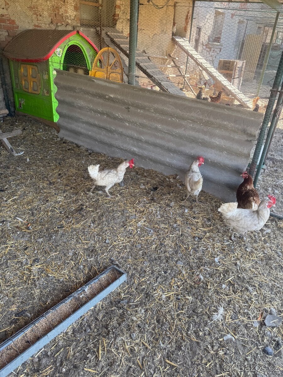 Slepičky leghorn