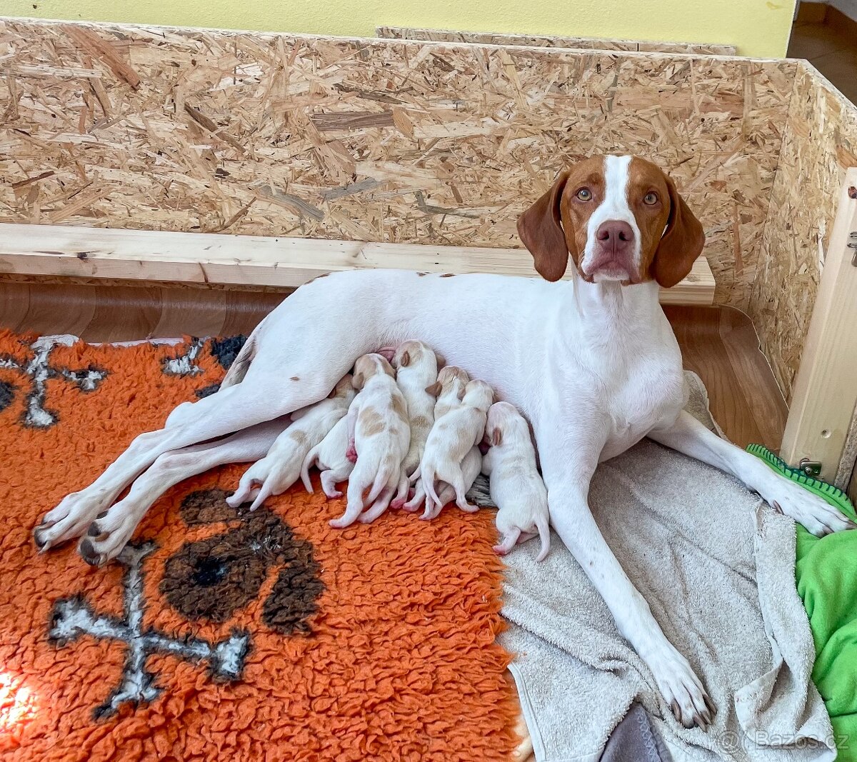 Saintgermánský ohař - štěňátka k zamluvení