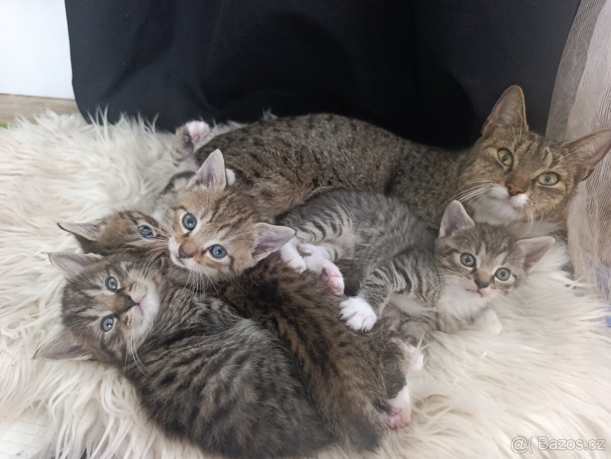 Koťátka k odběru