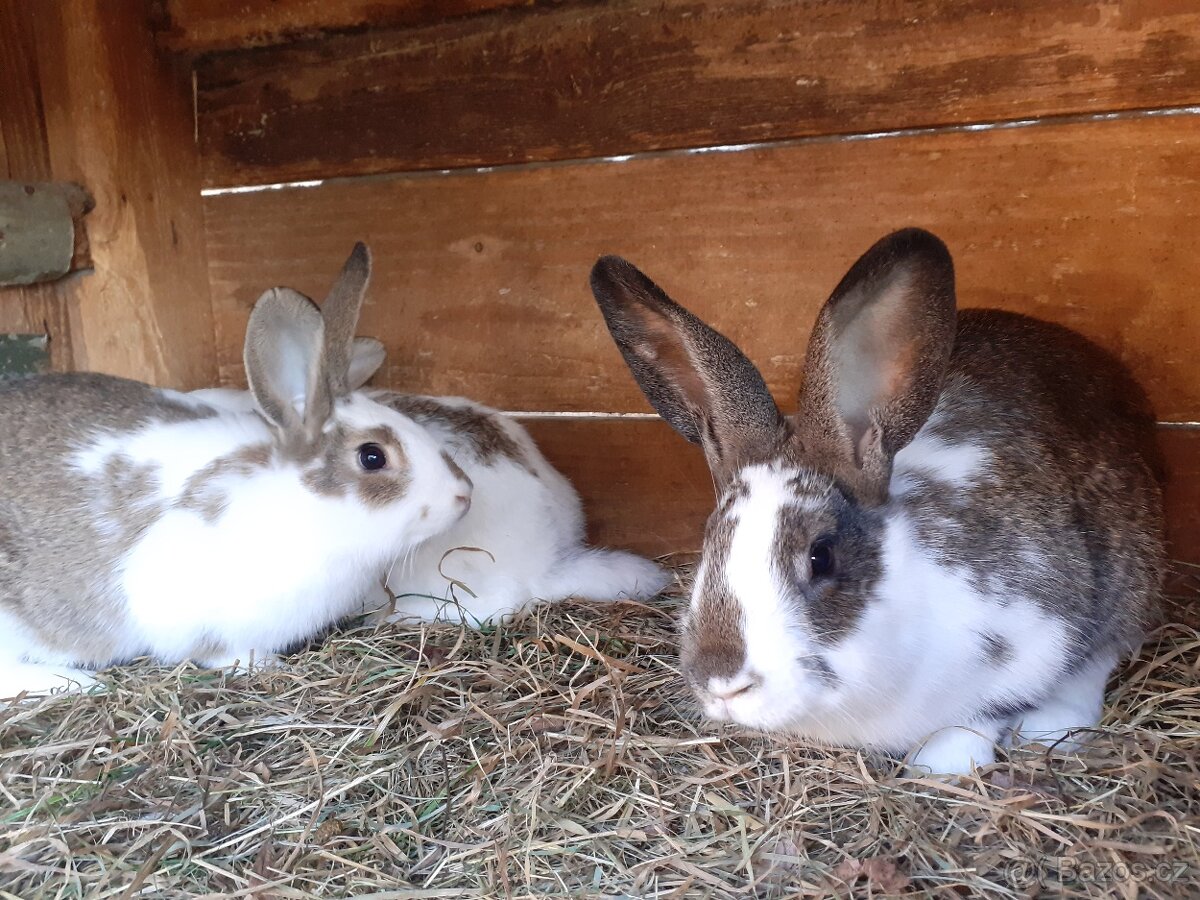 Samičky a samci Českého strakáče