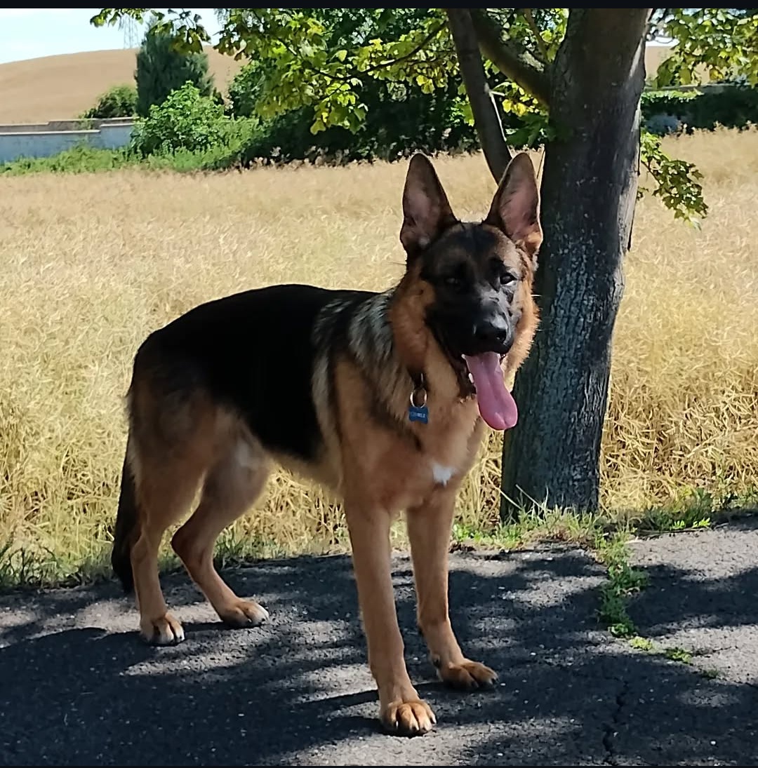 🐾 Venčení a hlídání psů po Praze - spolehlivě a s láskou 🐾