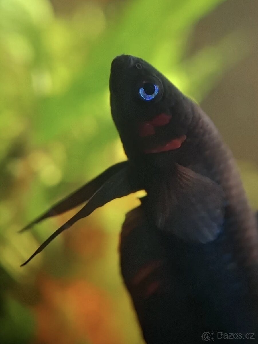 Betta Hendra - POUZE ZKUŠENÝM CHOVATELŮM