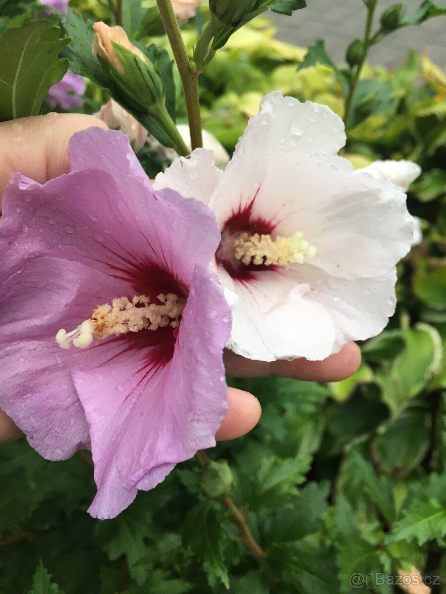 Ibišek venkovní  mrazuvzdorne