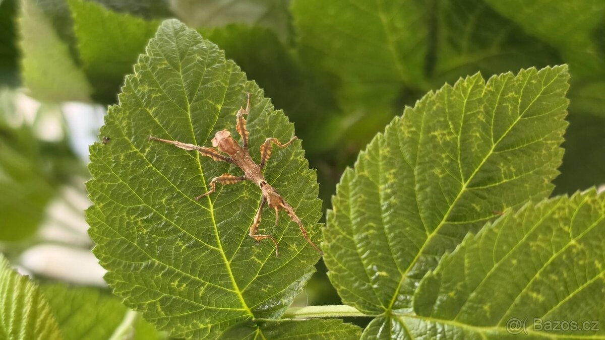 Strašilka australská - Extatosoma tiaratum
