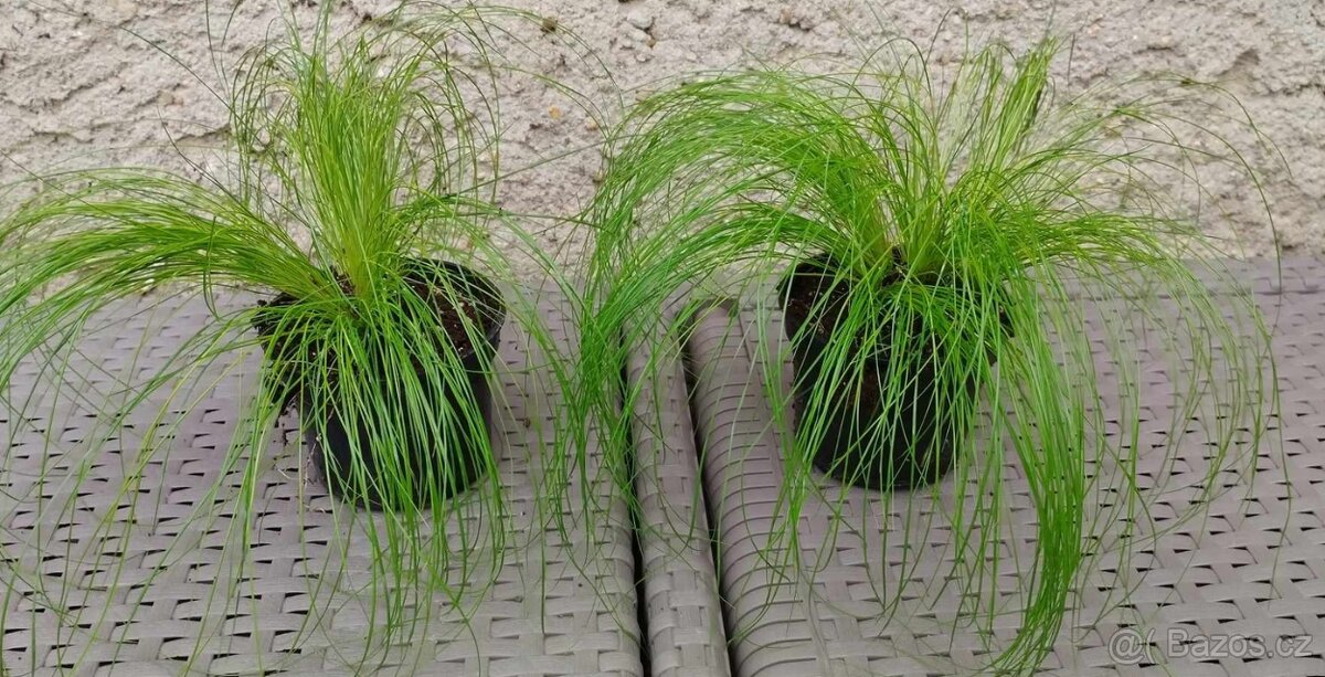 Stipa tenuifolia „ponytails