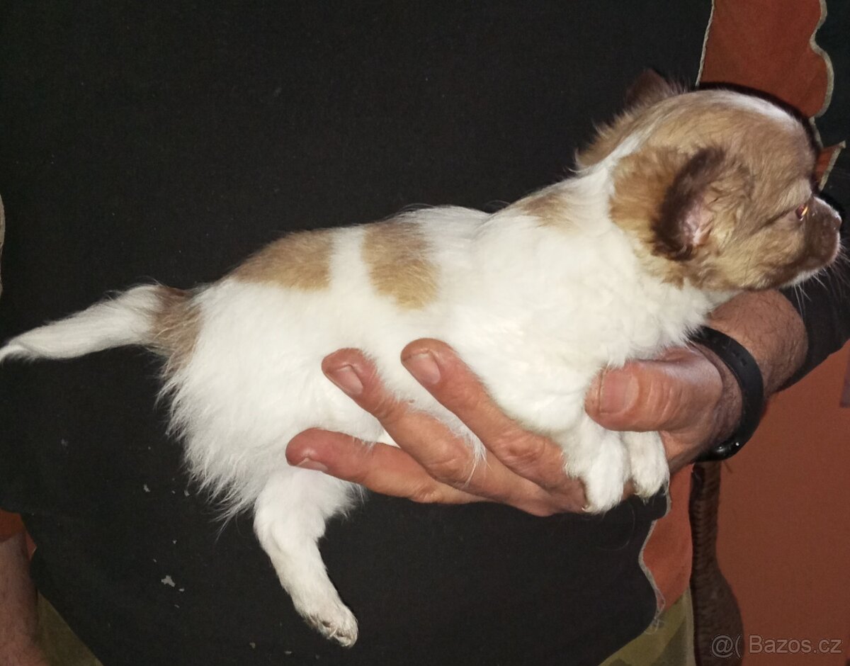 Čivava dlouhosrstá štěňata