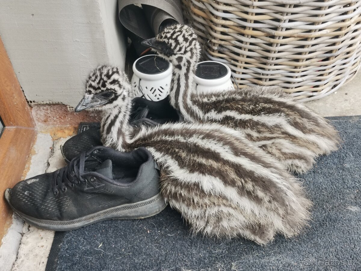Emu hnědý