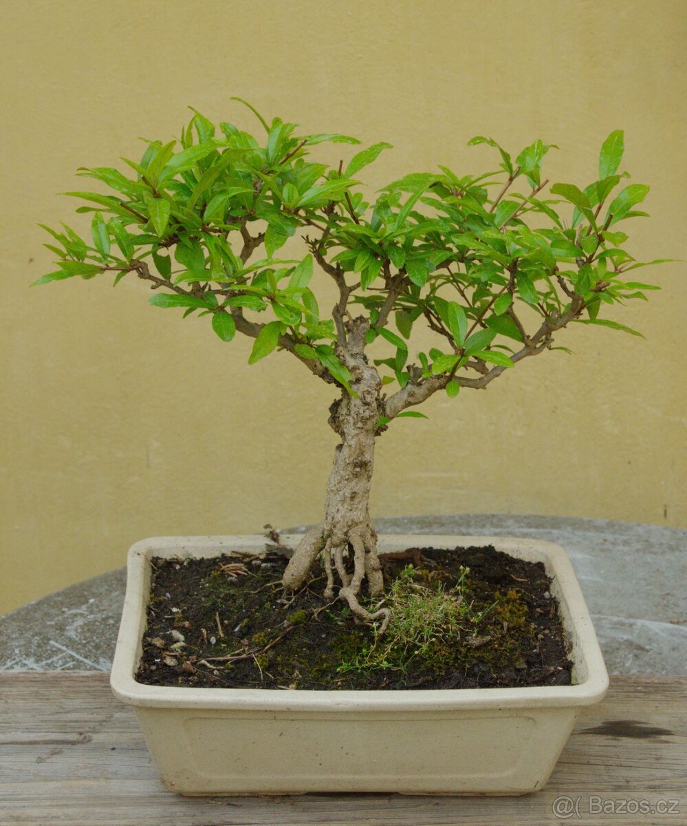 Punica granatum - granátové jablko - 25 let
