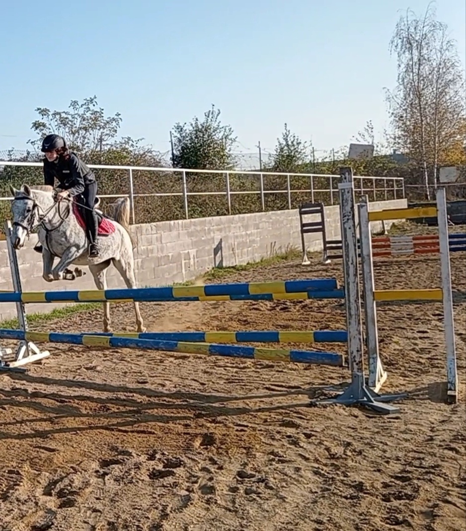 šimla pony B