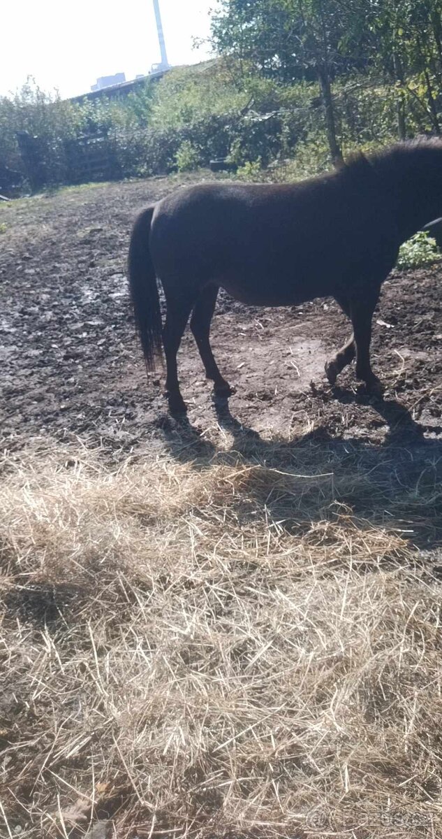 Prodám pony