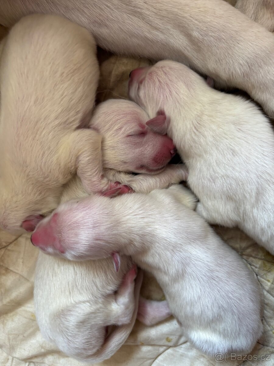 Štěňata bílý švýcarský ovčák