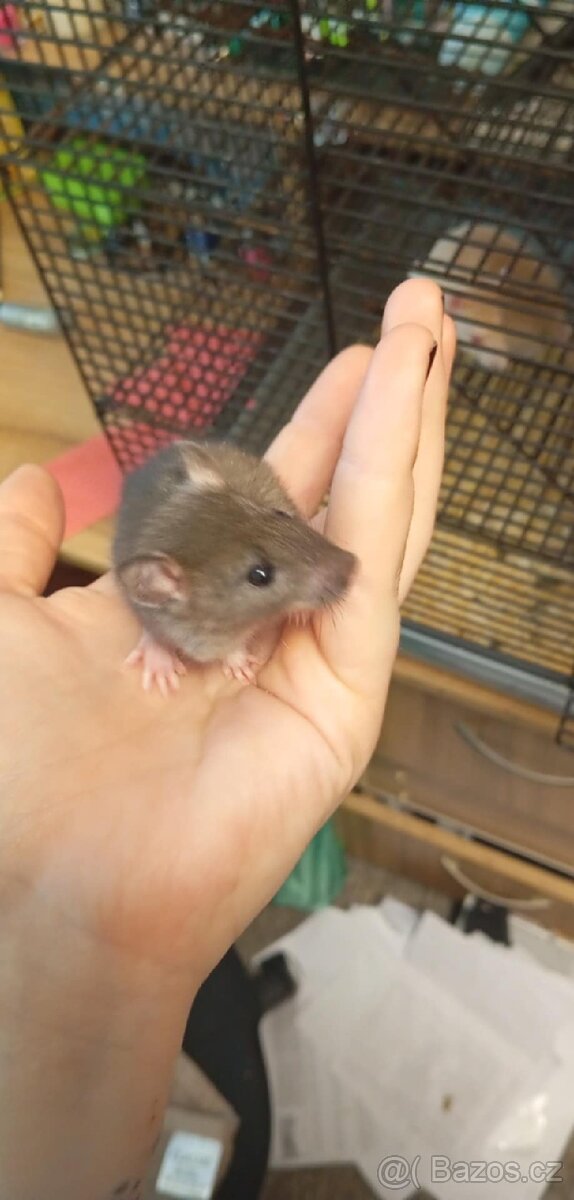 Mláďata potkan spěchá