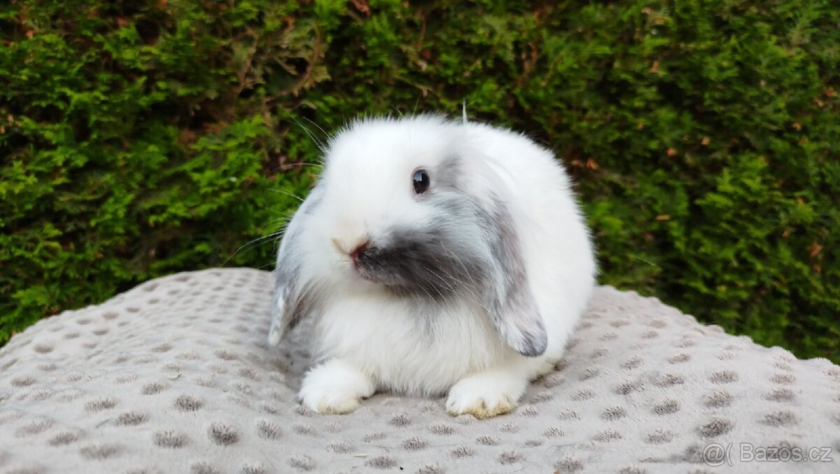 Zakrslý beránek, králíček, králík - MOLLY