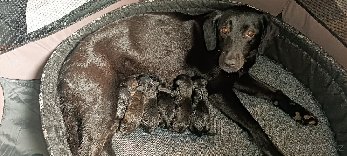 Jezevčík x Labrador