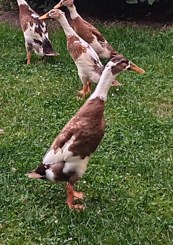 Indický běžec