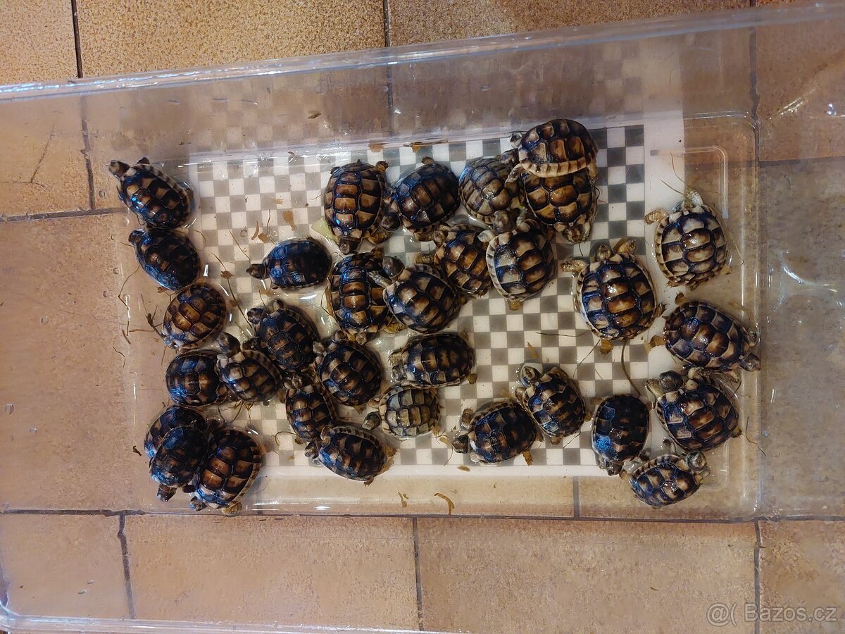 Želva vroubená Testudo Marginata