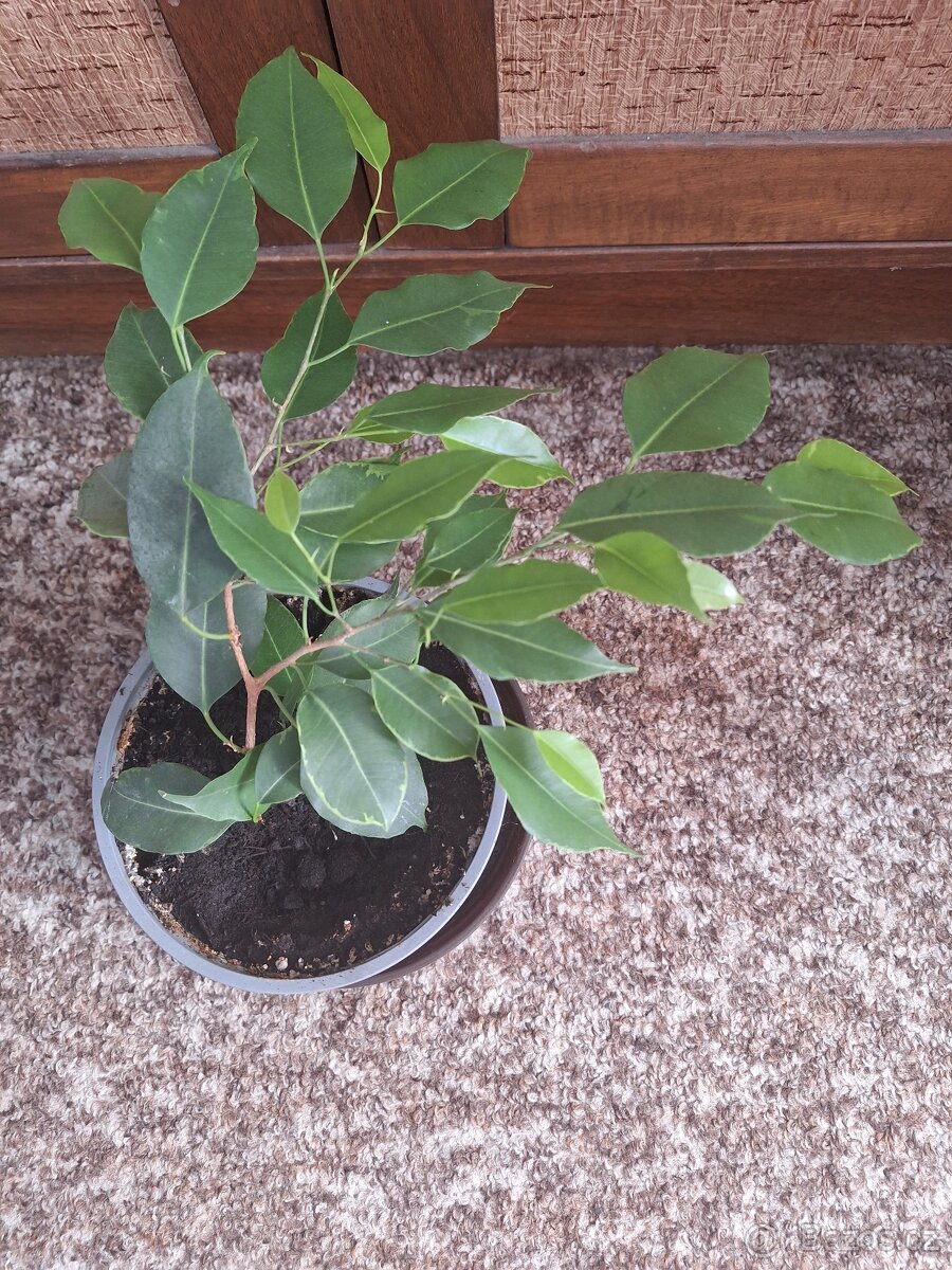 Malá květina Fíkus