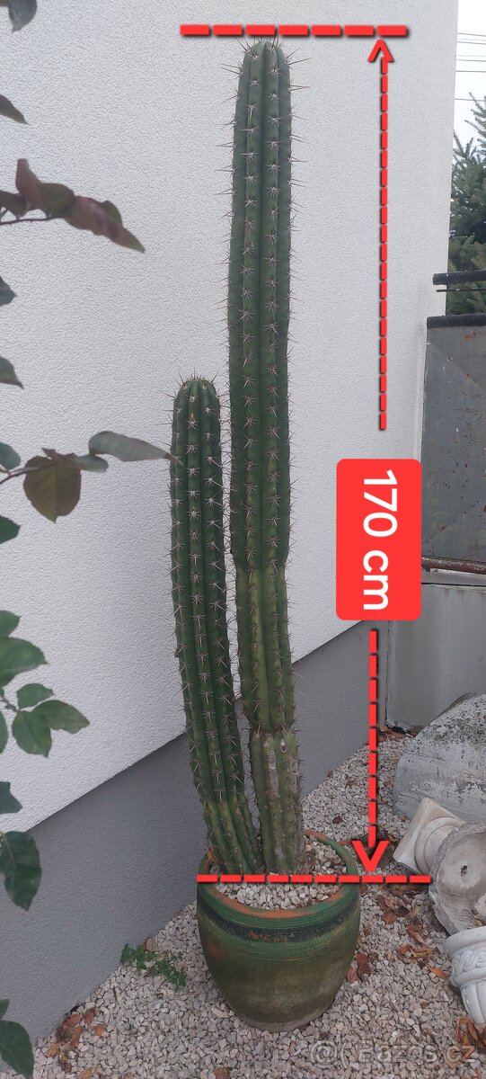 Predaj nádherný veľký kaktus