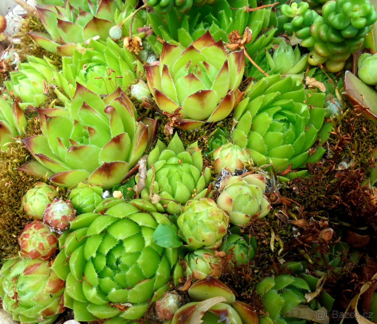 Netřesk – sazenice, nenáročná skalnička, 2 druhy