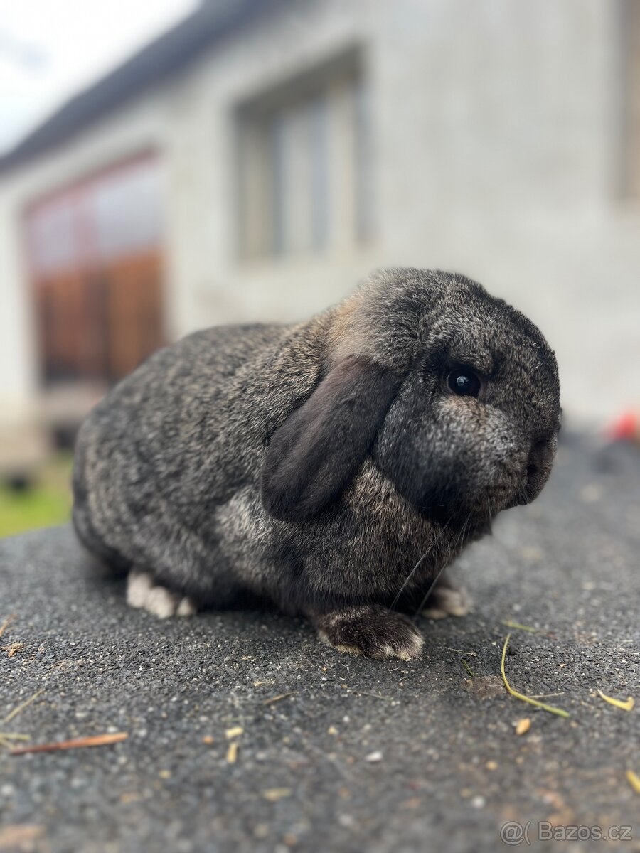 Zakrslý beránek čistokrevný