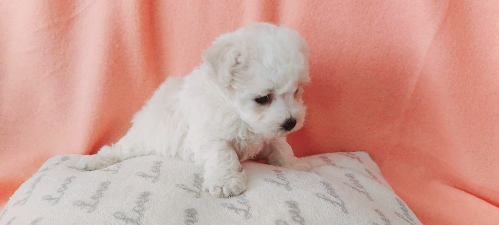 Bišonek frisé s PP