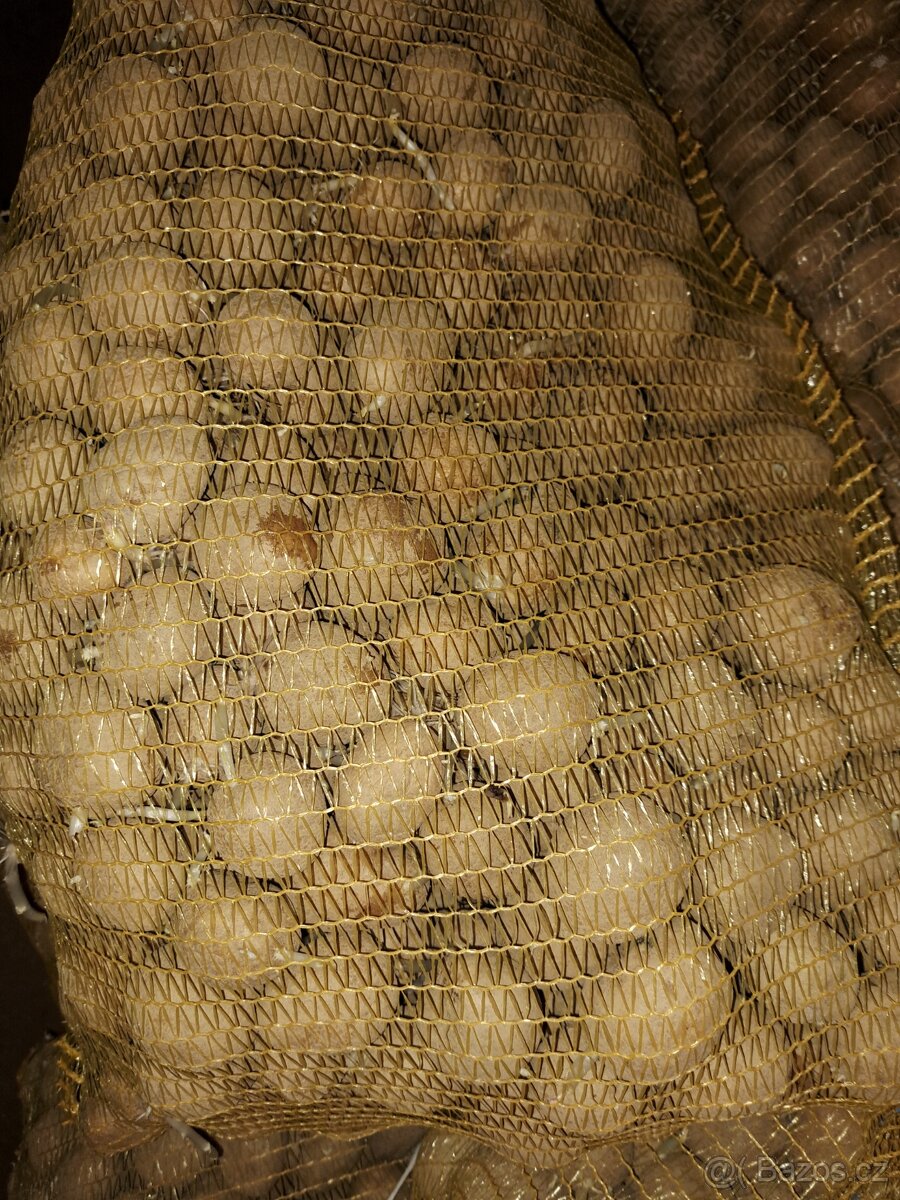 Sadbové brambory Anuschka