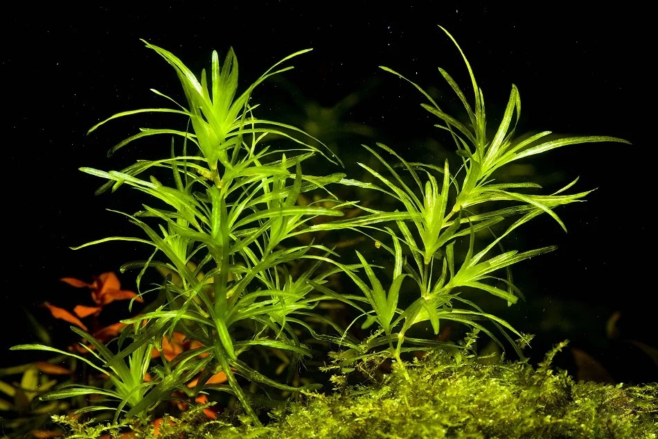Akvarijni rostlinky - Najas Guadalupensis