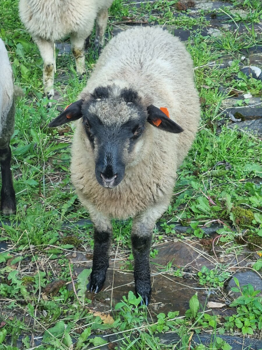 prodám jehňata na výpas