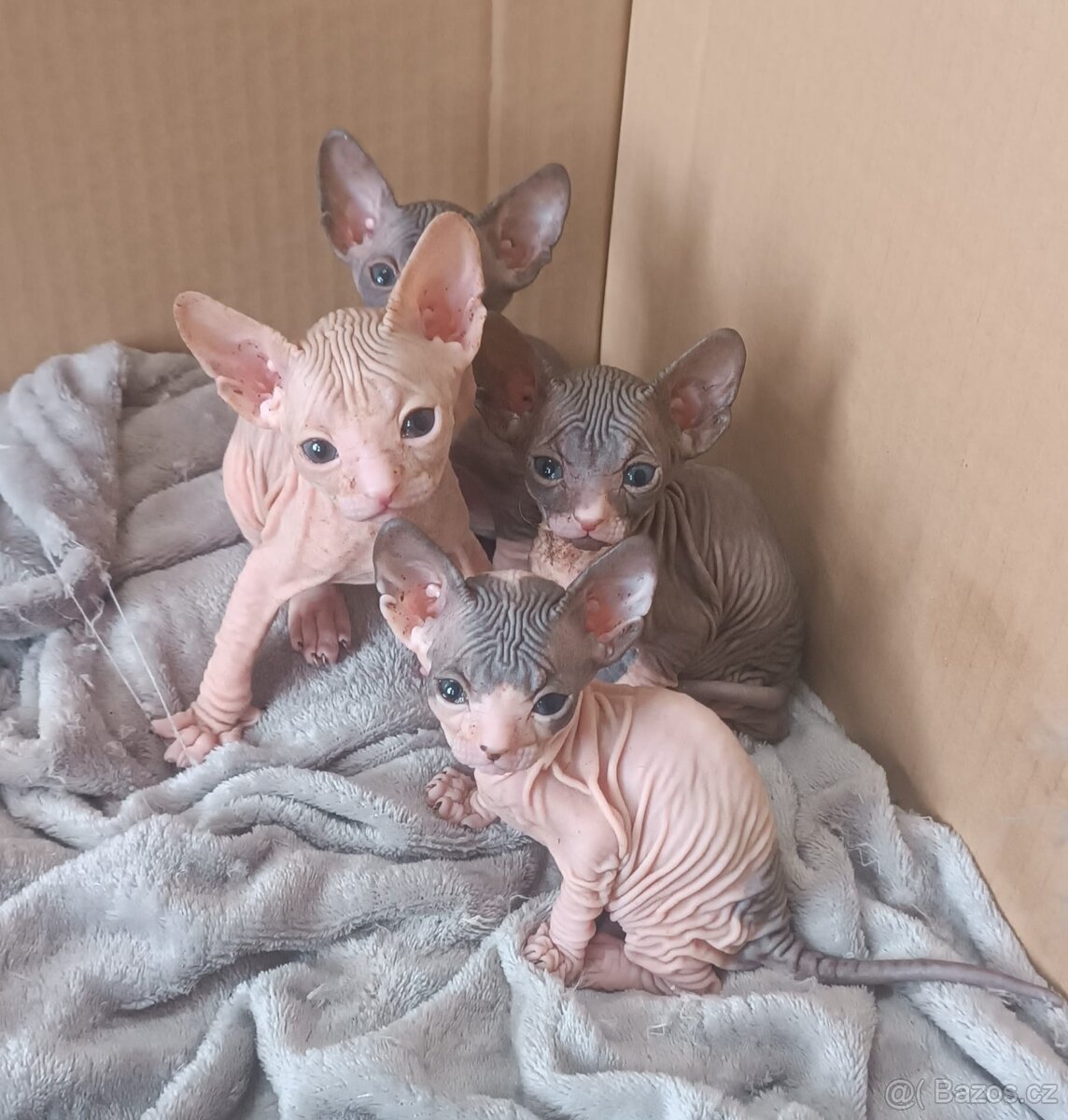 Donský sphynx - krásná koťátka