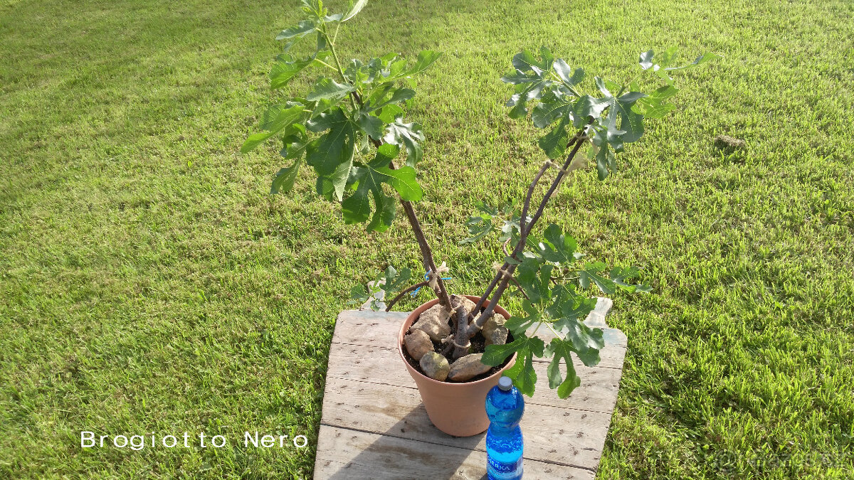 Fíkovník - Ficus carica "BROGIOTTO NERO"