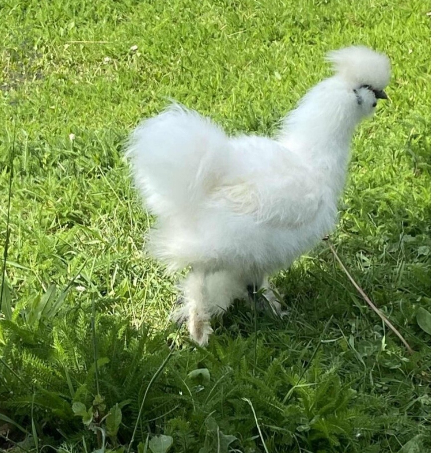Kohout 🐓