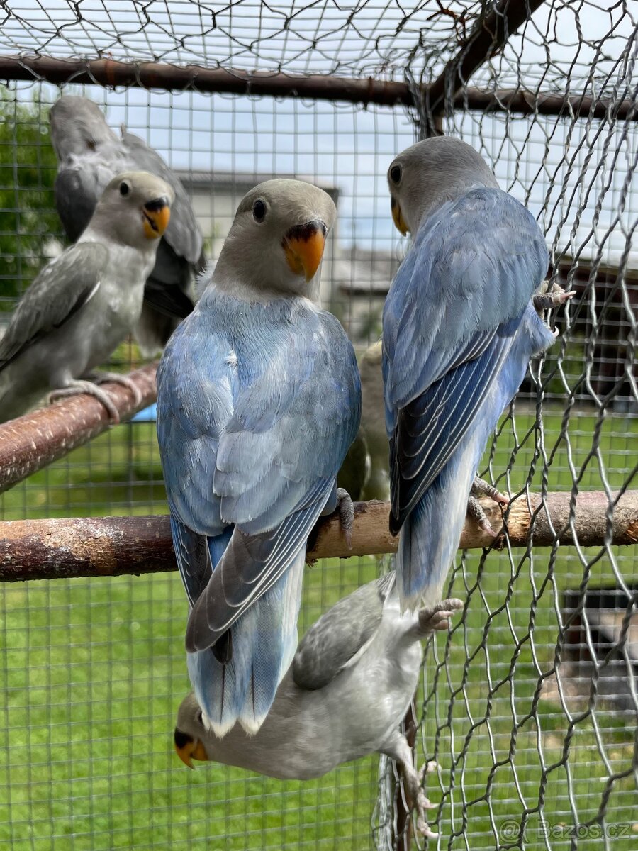 Agapornis růžohrdlý 🦜