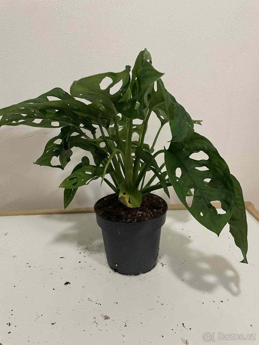Monstera Monkey Leaf