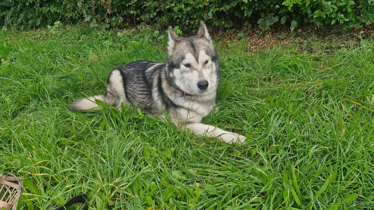 Prodám 3letou fenu aljašského malamuta