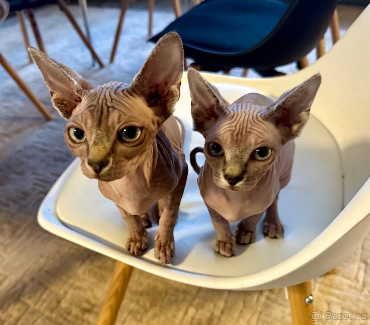 Koťata Sphynx-Elf-Strike