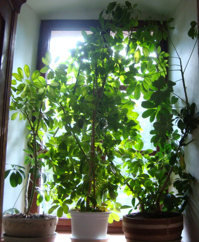 Velké rostliny ŠEFLERA 3 ks