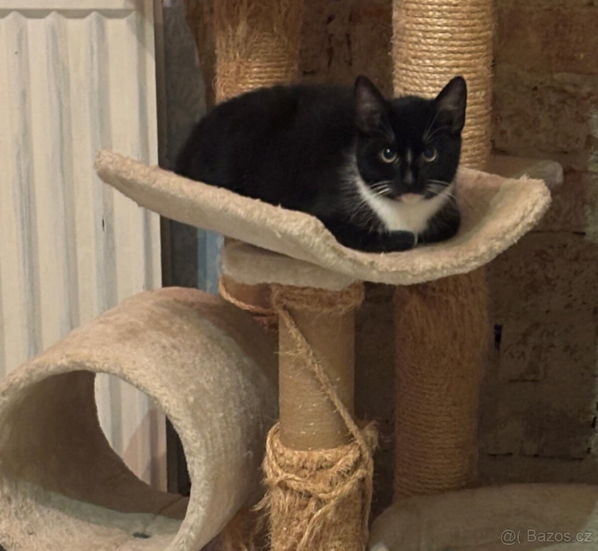 Daruji dvě kočičí krásky