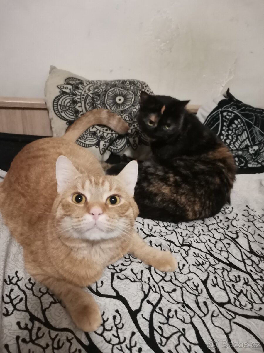 Daruji do dobrých rukou