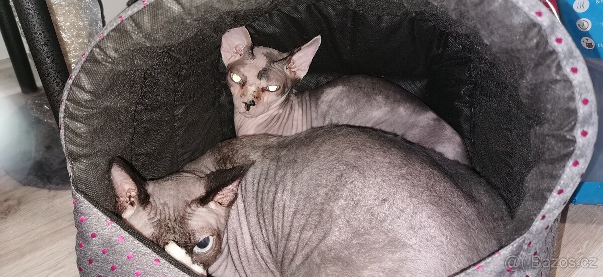 kanadský sphynx