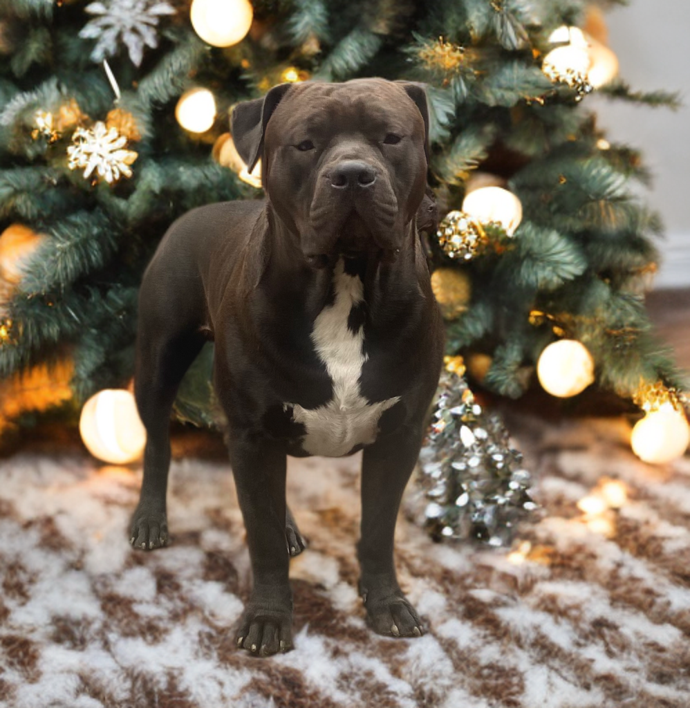 American Bully XL krytí