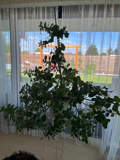 Clusia Rosea Princess - vzrostlá rostlina