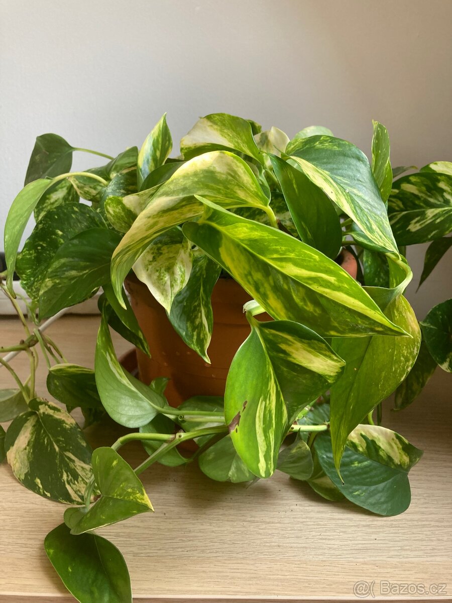 Pokojová rostlina Pothos šplhavnice