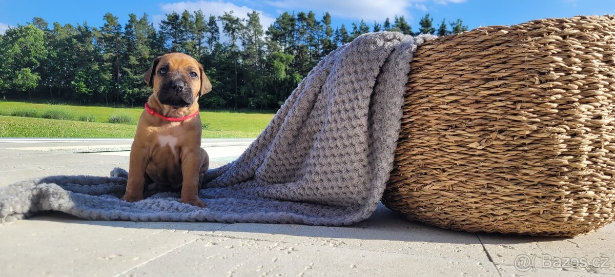 Rhodéský ridgeback s PP