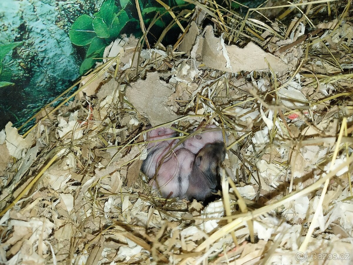 Křeček džungarský