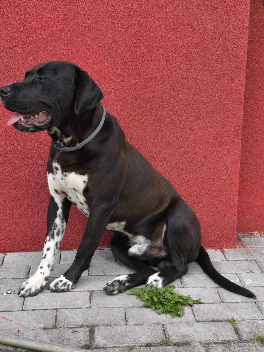 Pongo