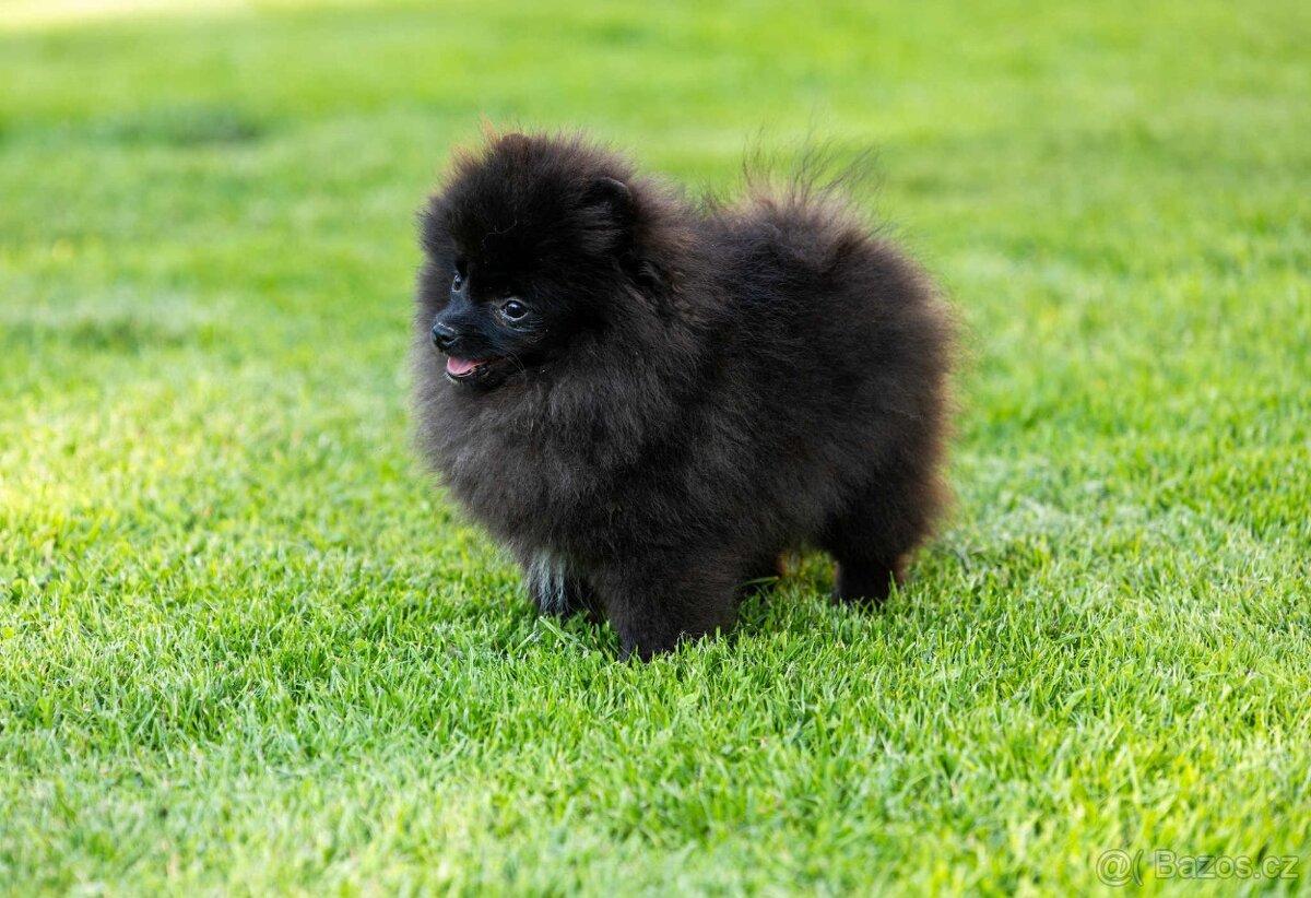 Pomeranian s PP