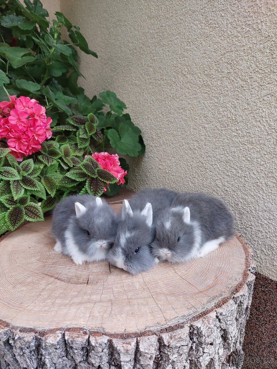 Zakrslý králík - hladkosrstý sameček