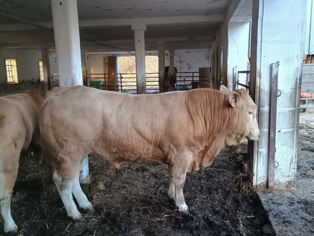 Ošetřovatel skotu - masný dobytek