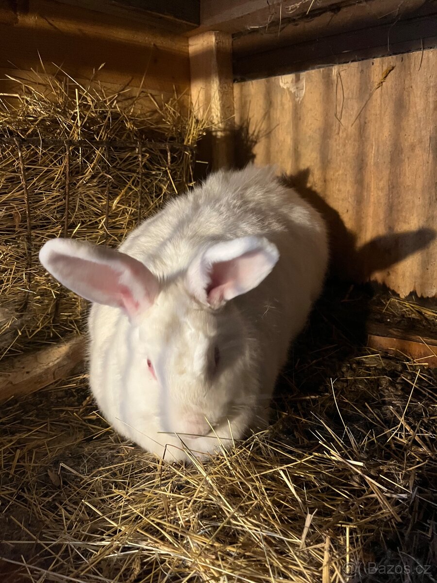 Novozélandský bílý králík