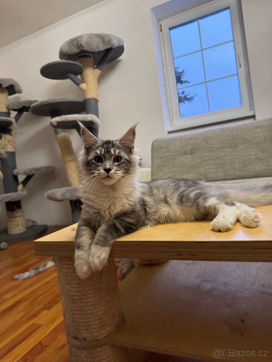 Mainská mývalí s PP-kocourek